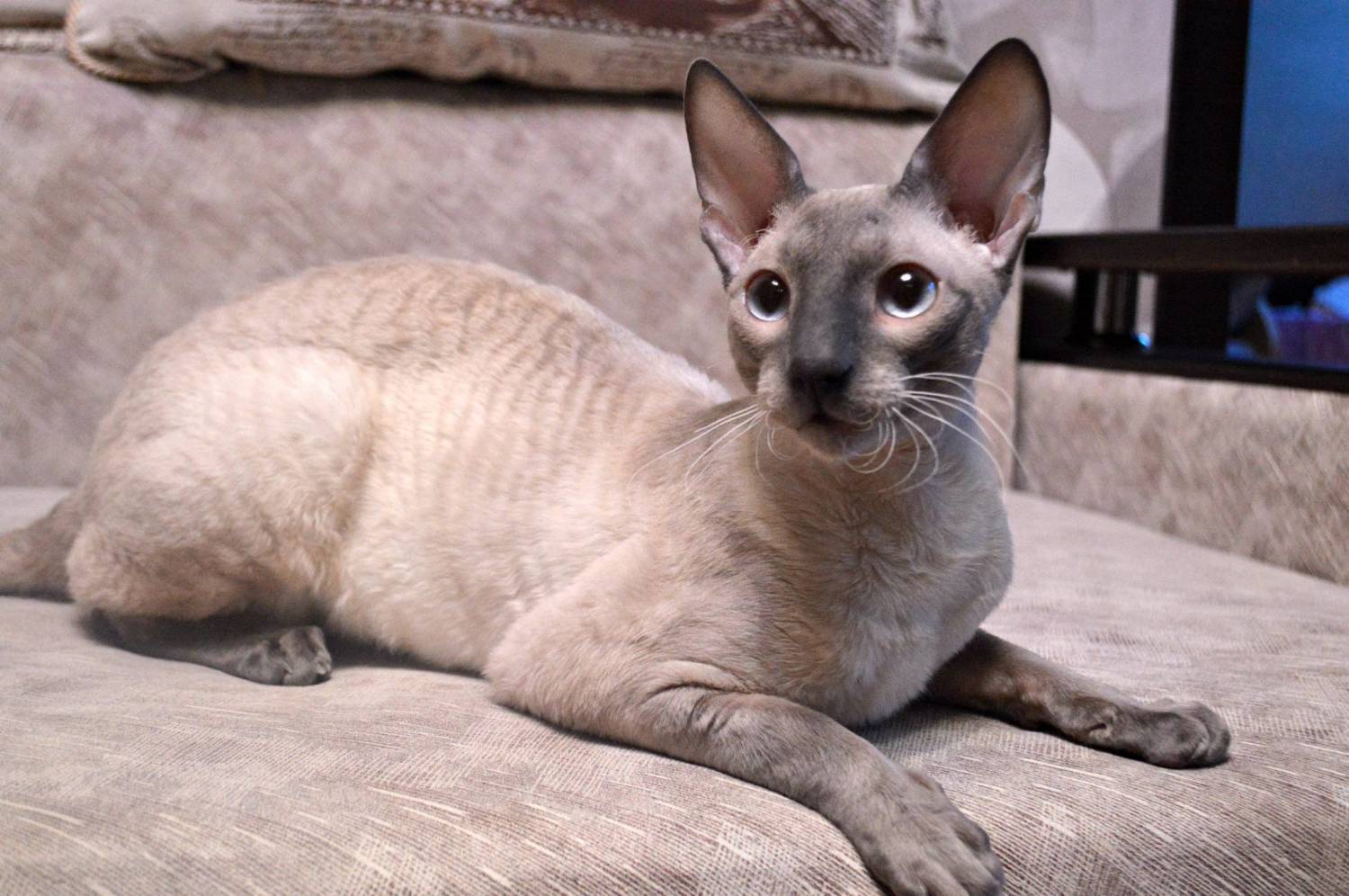 Cornish Rex Cat 1