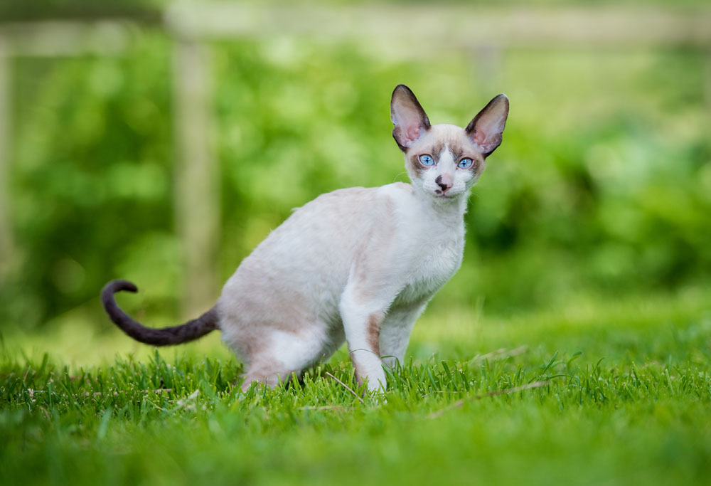 Cornish Rex Cat 2