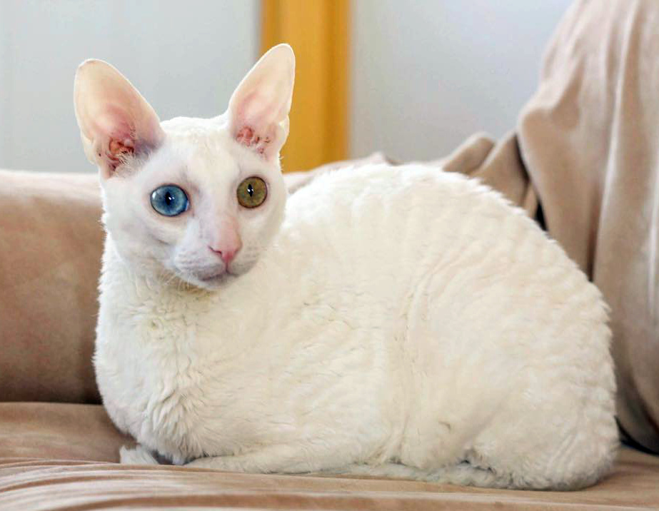 Cornish Rex Cat 3