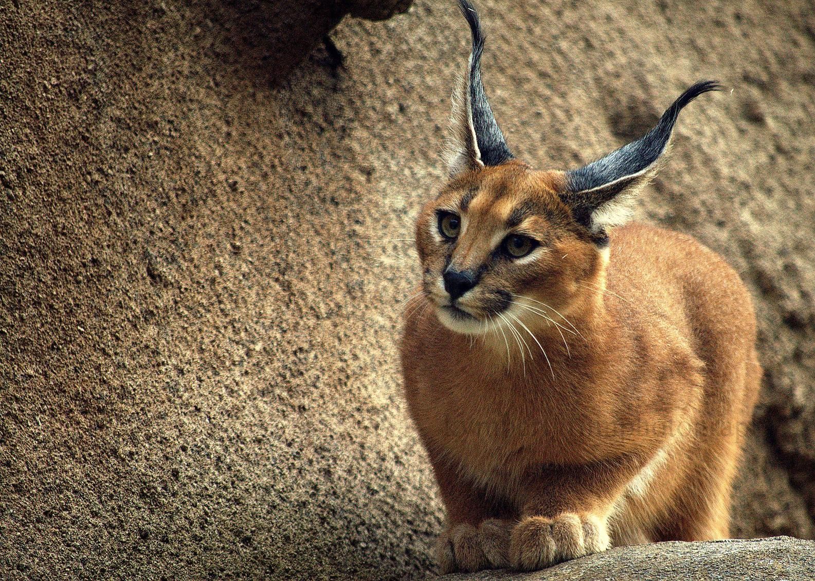 Desert Lynx Cat 1