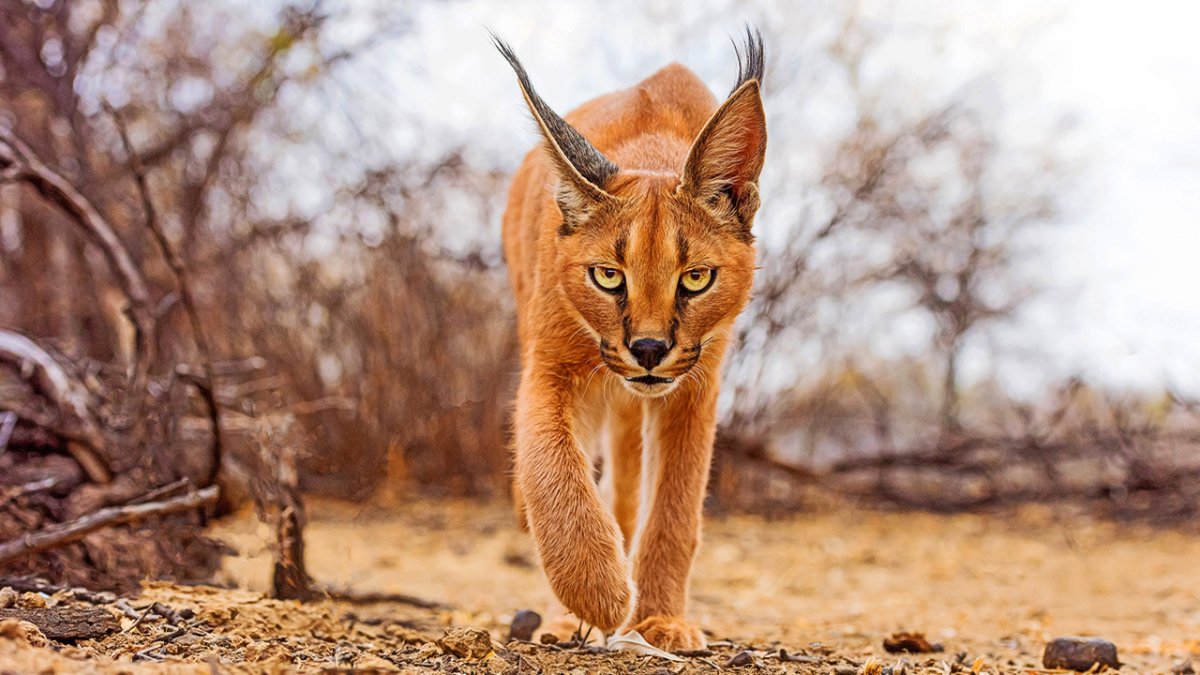 Desert Lynx Cat 3