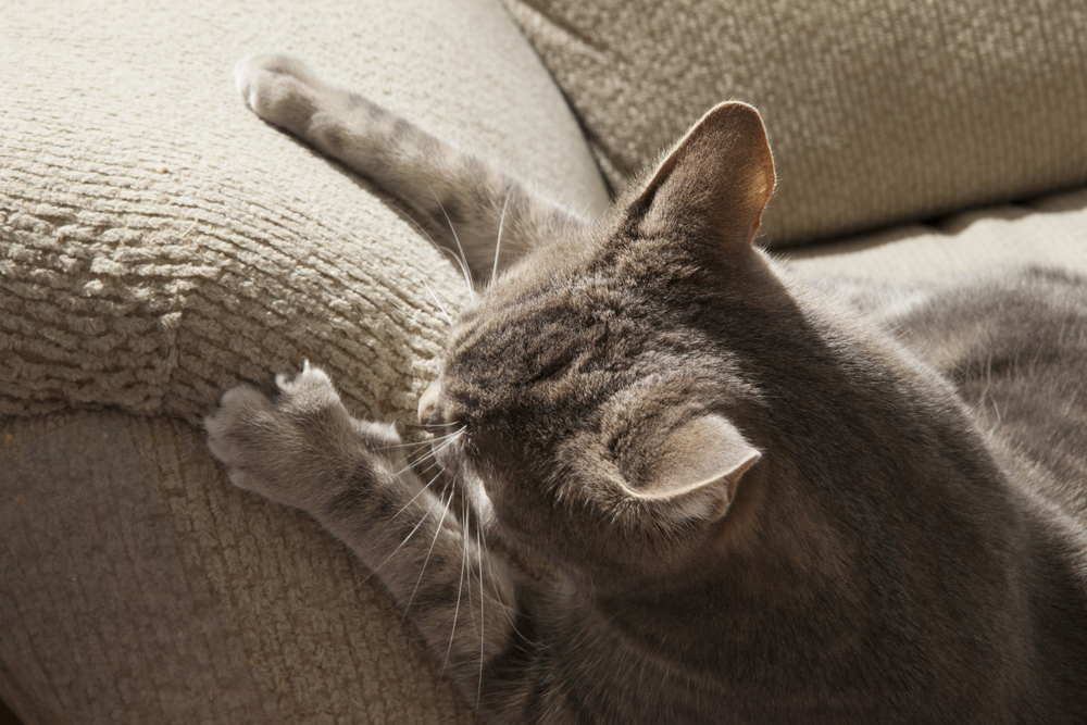 Cat,Ruining,Couch,With,Claws