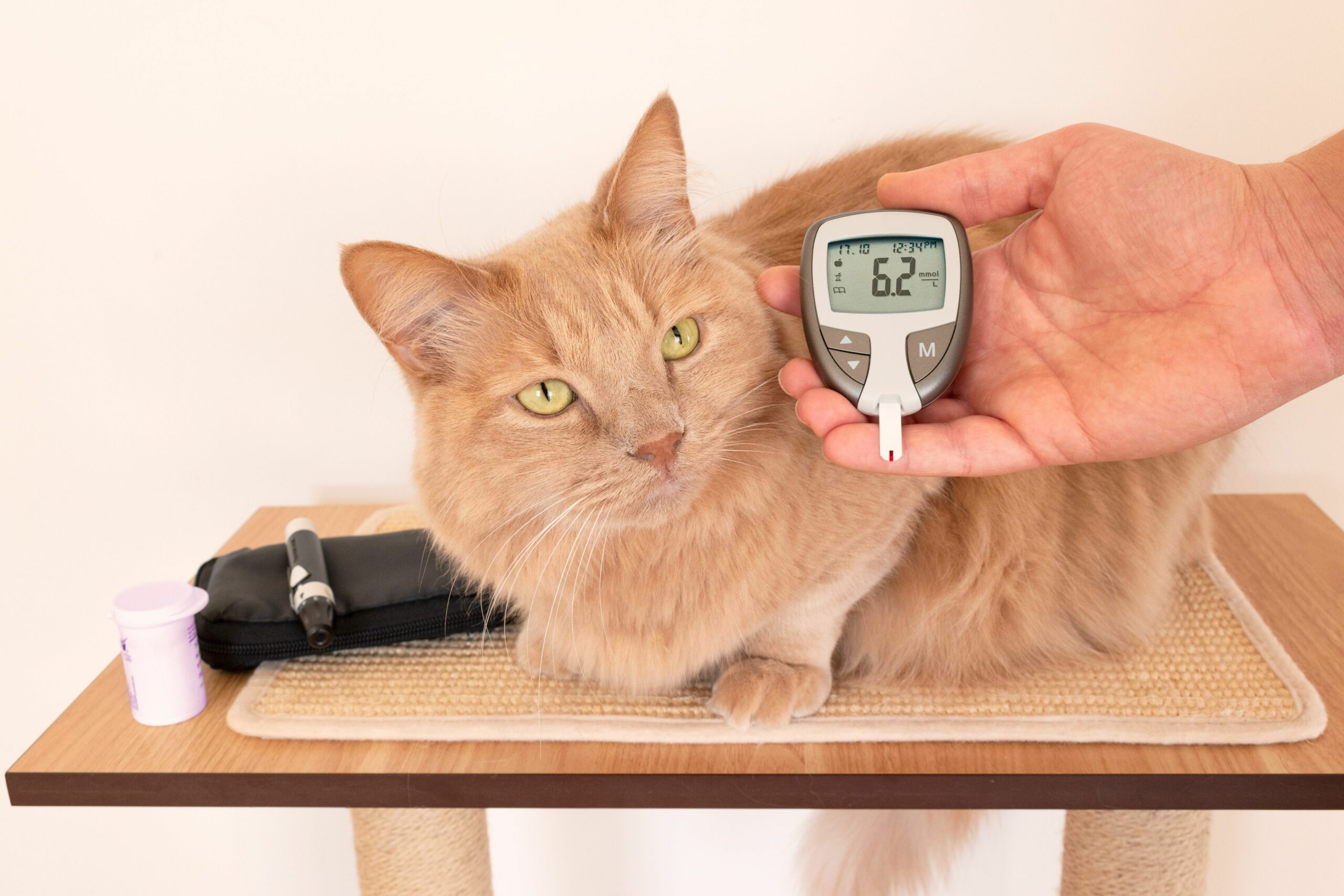 Diabetes With Coma In Cats 1