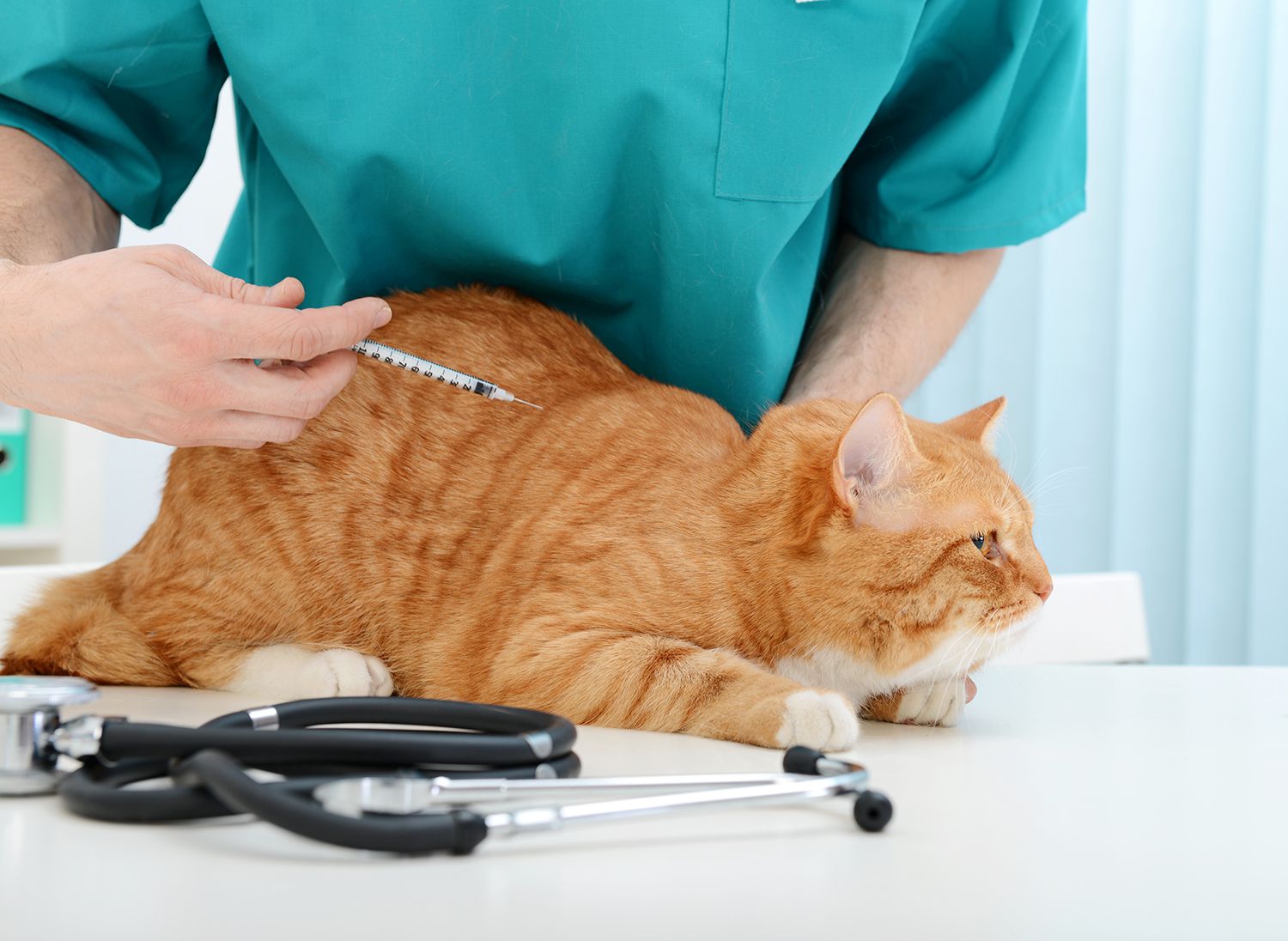 Diabetes With Coma In Cats 3