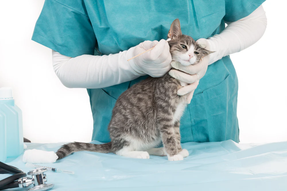 Ear Cancer In Cats 1