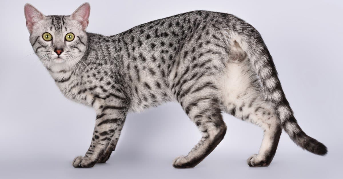 Egyptian Mau Cat 1