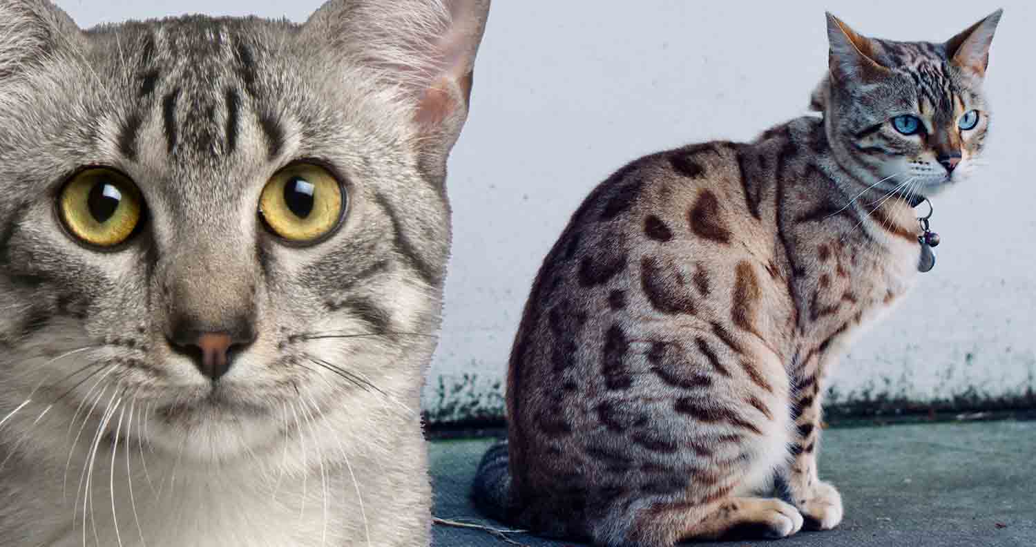 Egyptian Mau Cat 2