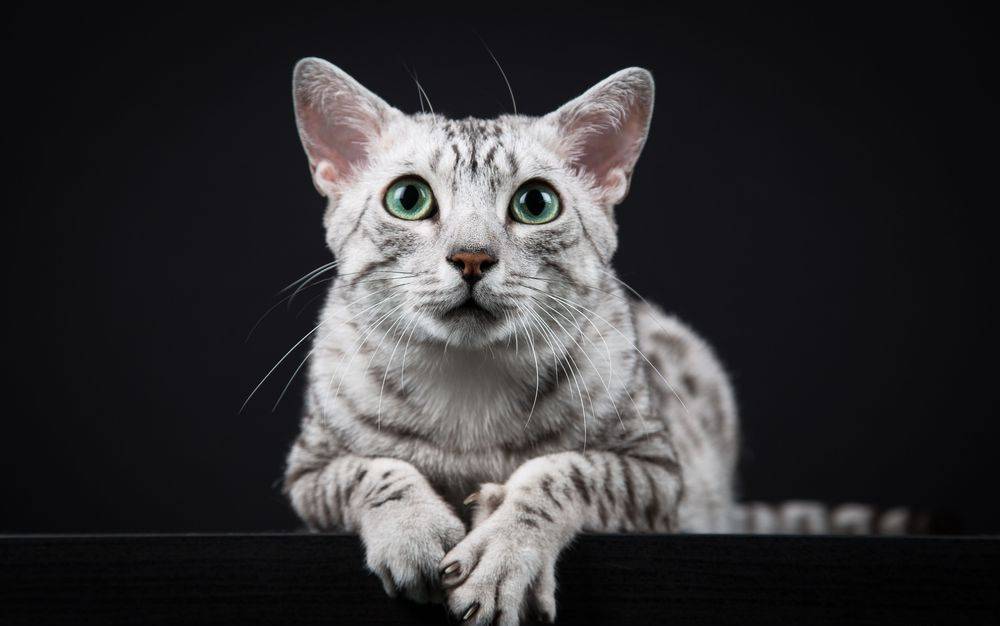 Egyptian Mau Cat 3