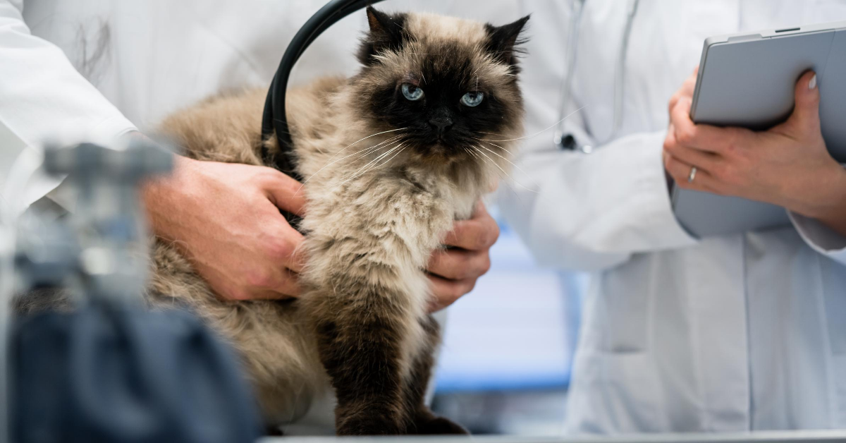 Encephalitis (Brain Inflammation) In Cats 1