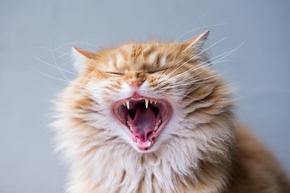 
Learn about enlarged gums in cats, including the symptoms, potential causes, and available treatments. Discover how to identify and address this oral health issue to keep your cat's mouth healthy and comfortable.