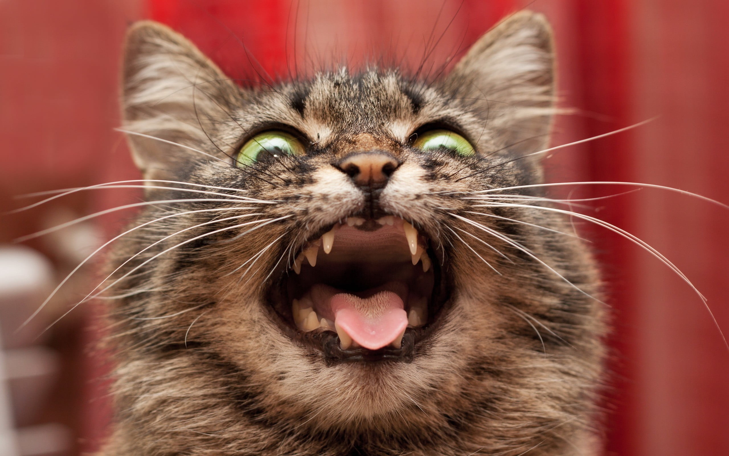 Enlarged Gums In Cats 3