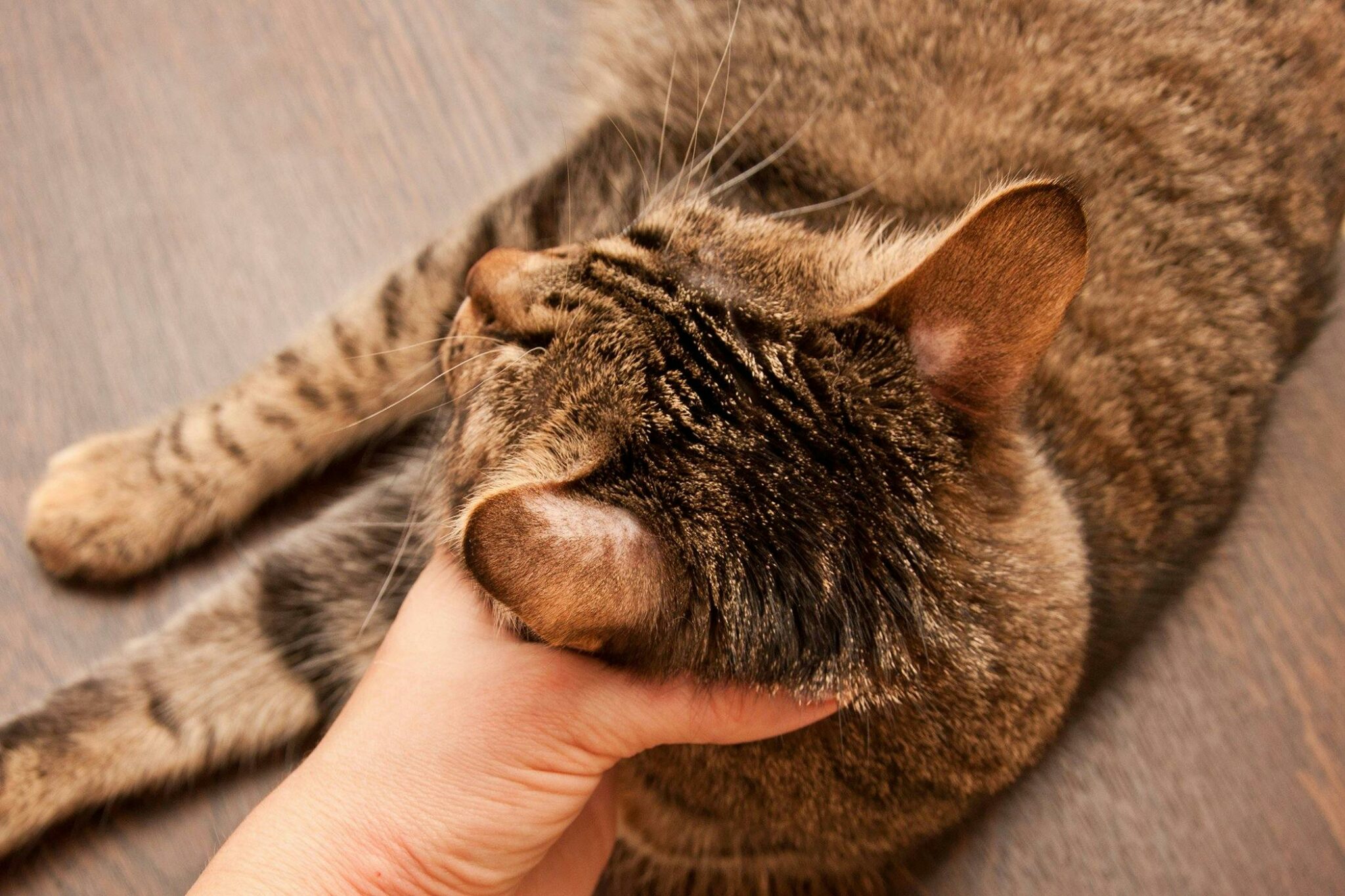 Idiopathic Epilepsy In Cats: Symptoms, Causes, & Treatments! - petflair.co