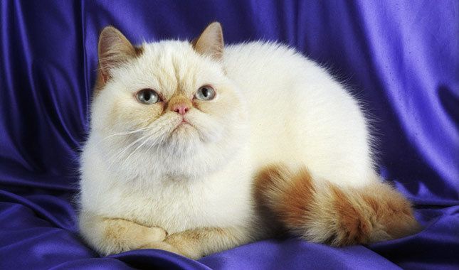 Exotic Cat Breed 3