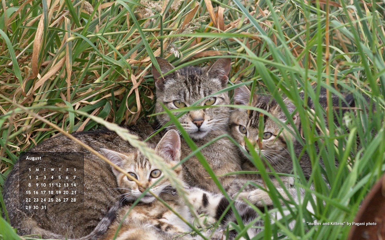 Feral Cat Family 1