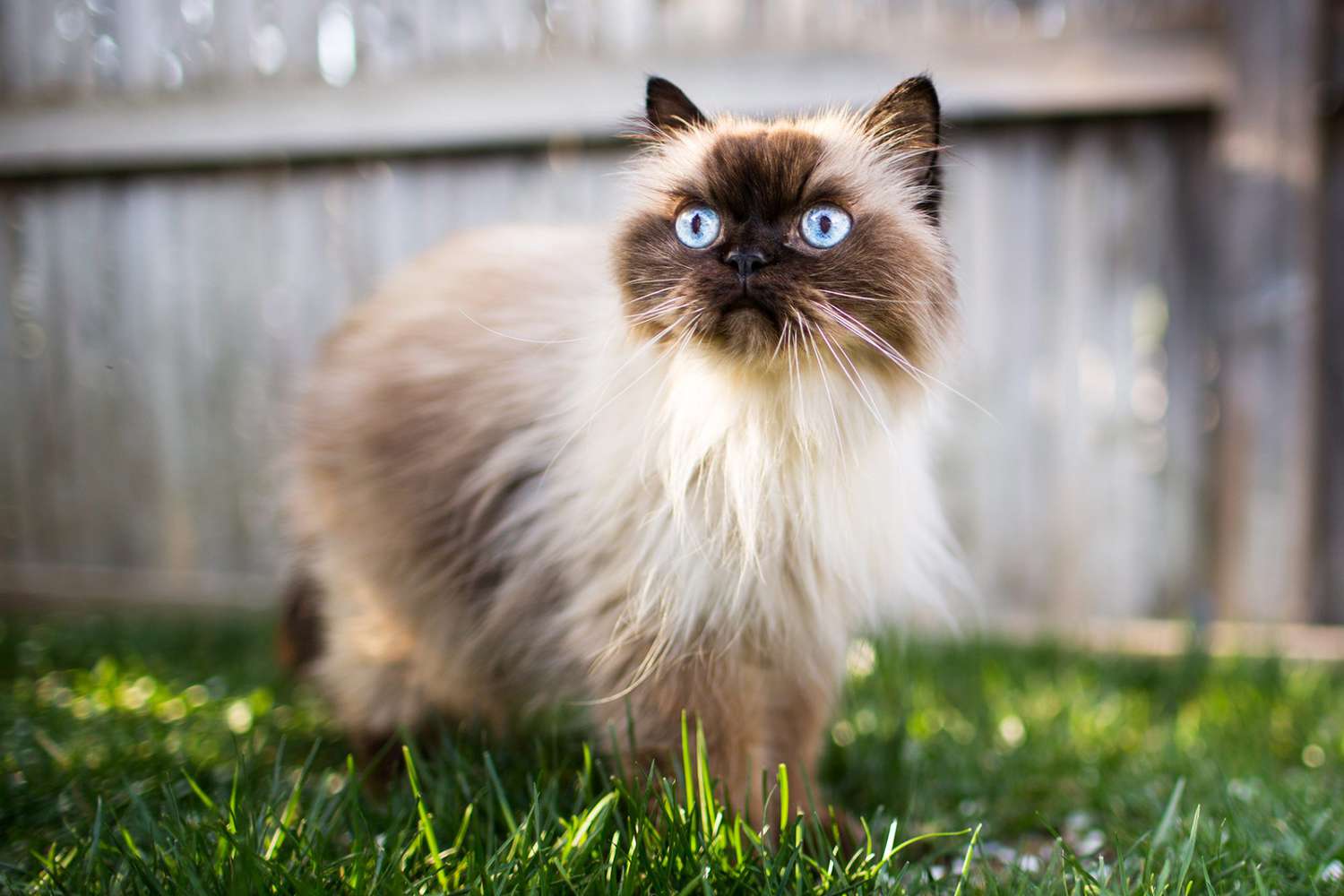 Himalayan Cat 1