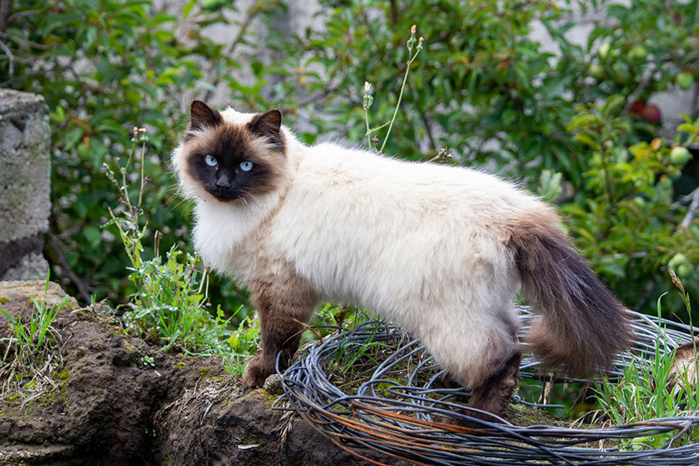 Himalayan Cat 2