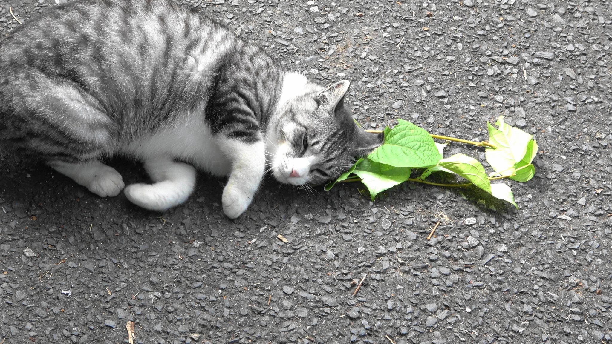 How Does Catnip Get Cats High