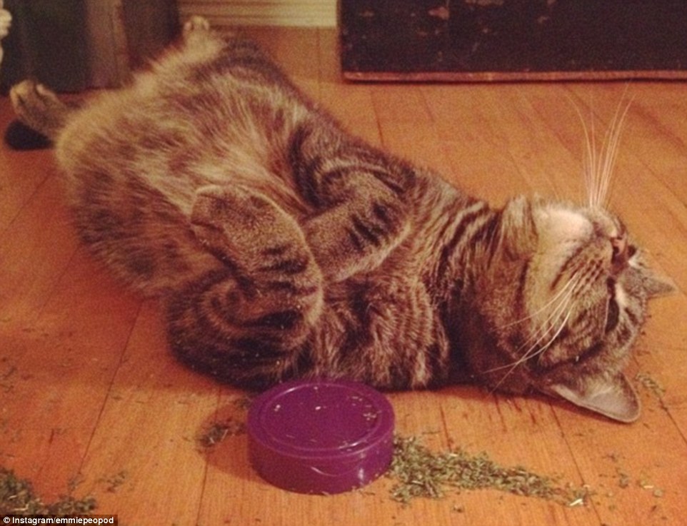 How Does Catnip Get Cats High 3