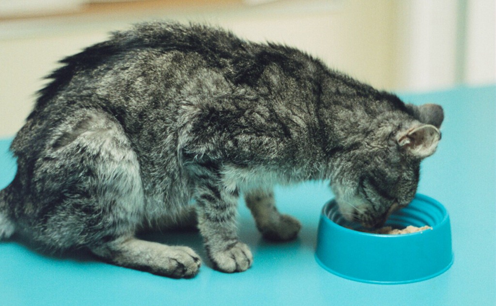 Hypoglycemia In Cats 2