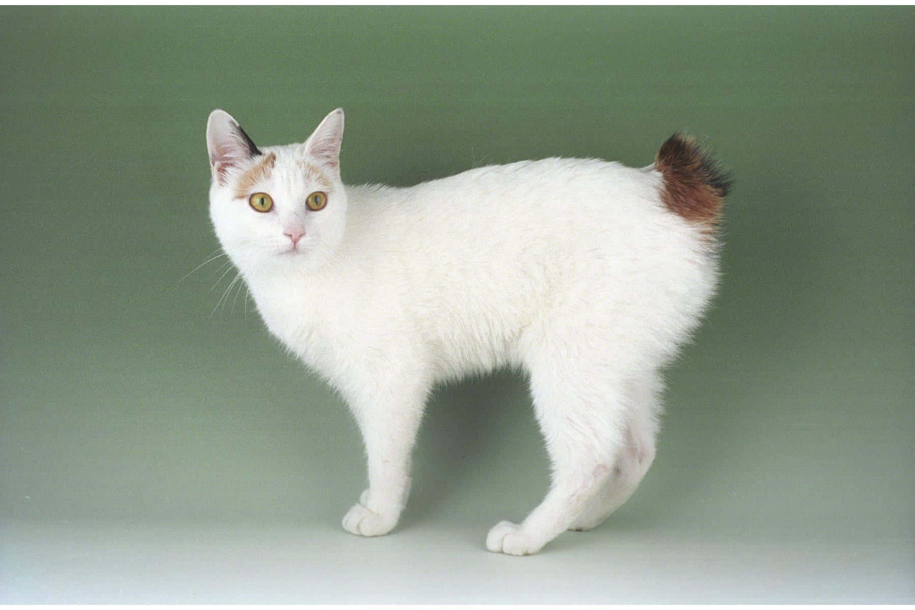 Japanese Bobtail Cat 1