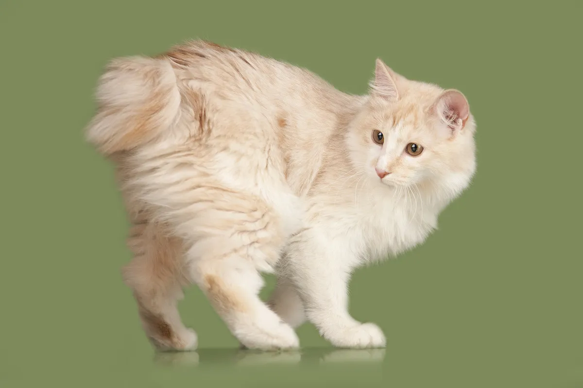 Japanese Bobtail Cat 2