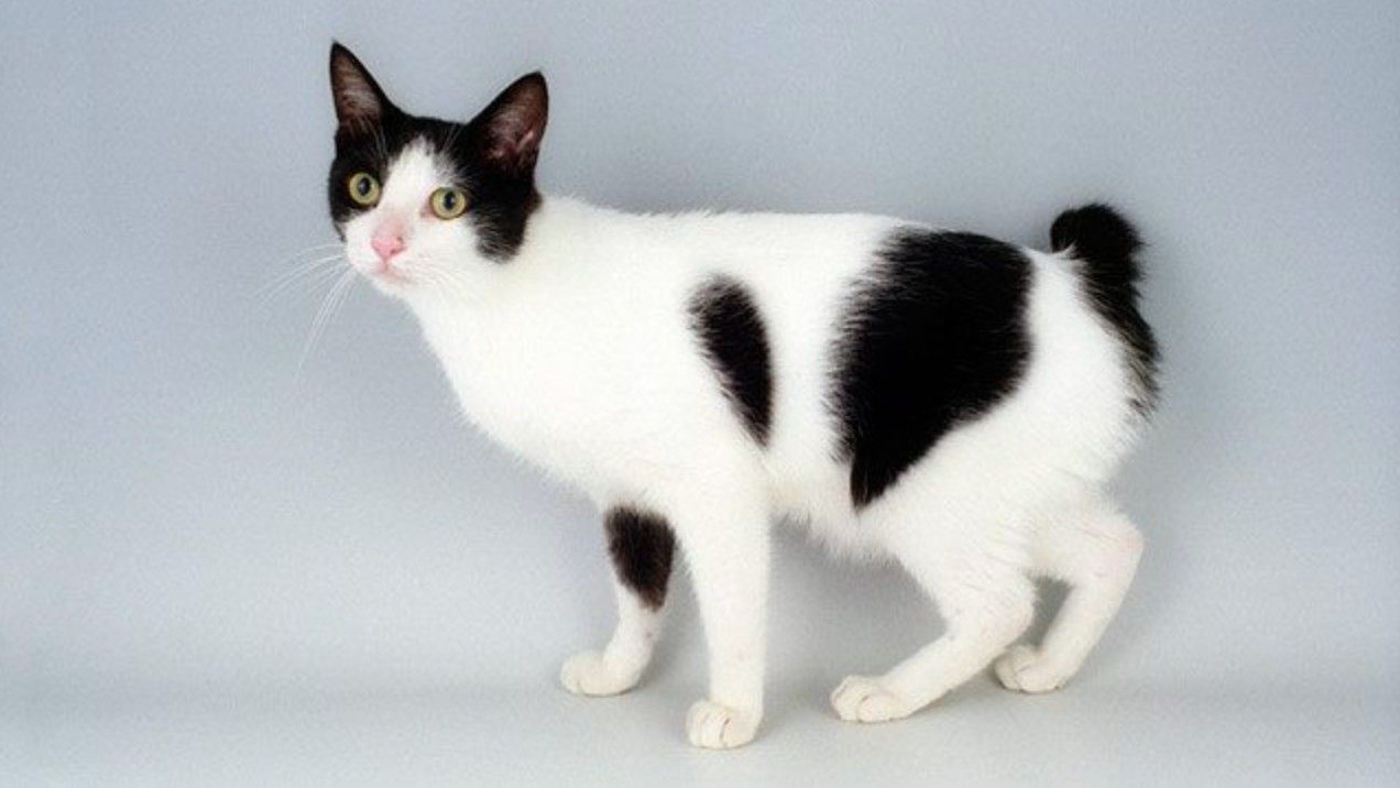 Japanese Bobtail Cat 3