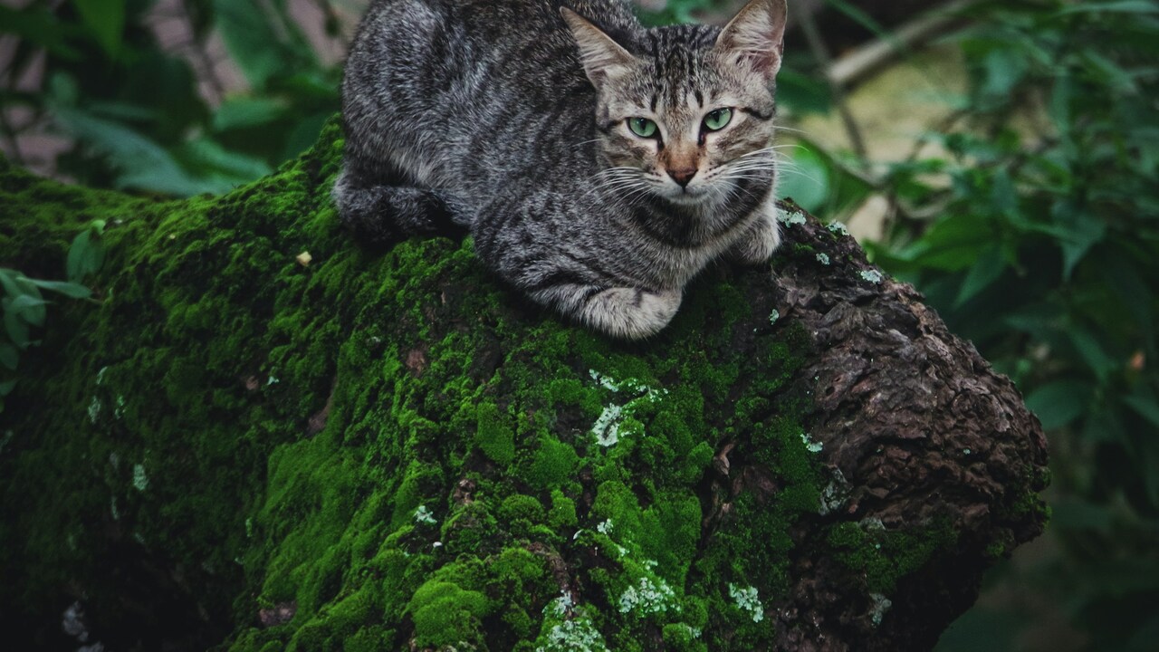 Jungle Curl Cat 1