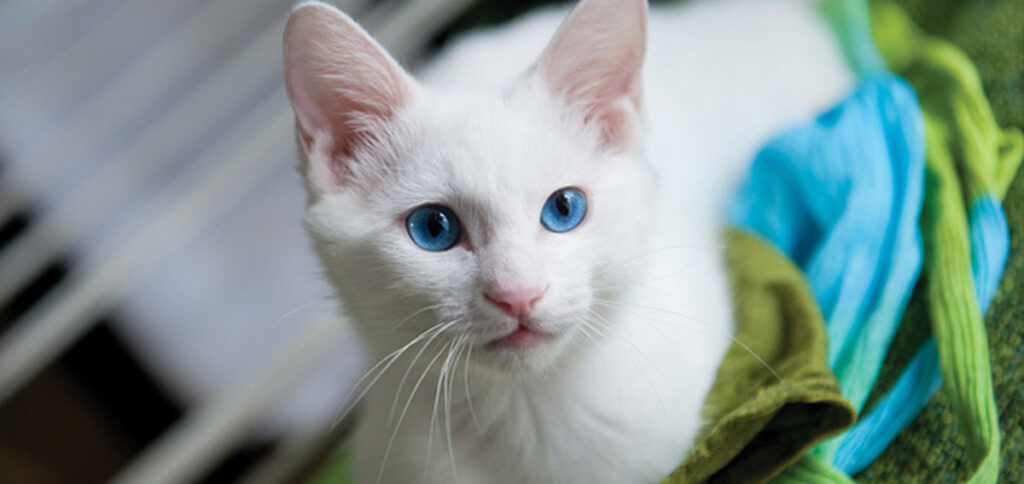 Manee Khao Manee Cat Breed Information & Characteristics! - petflair.co