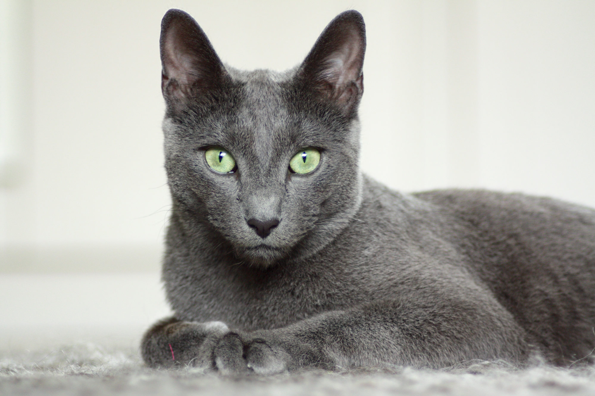 Korat Cat