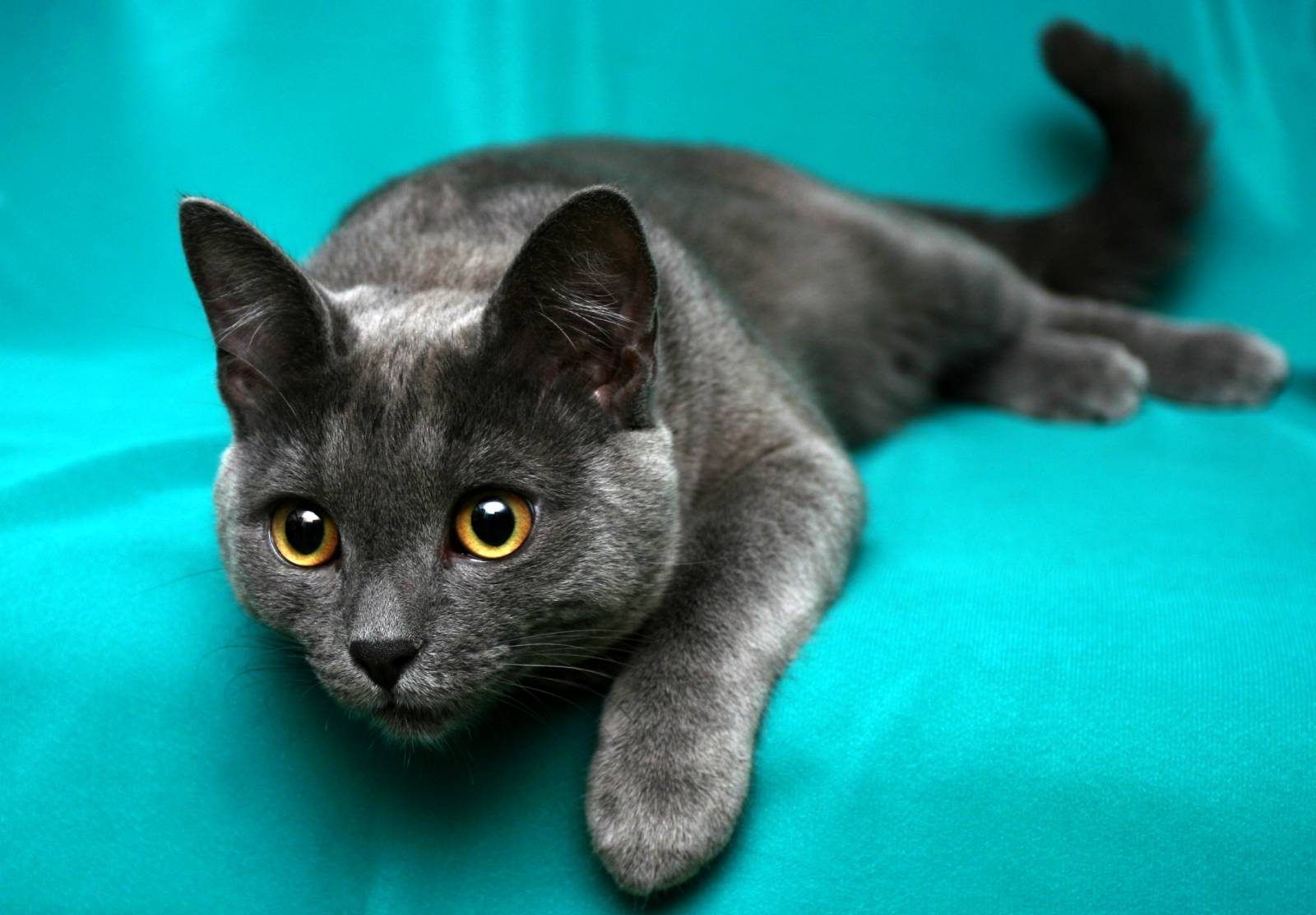 Korat Cat