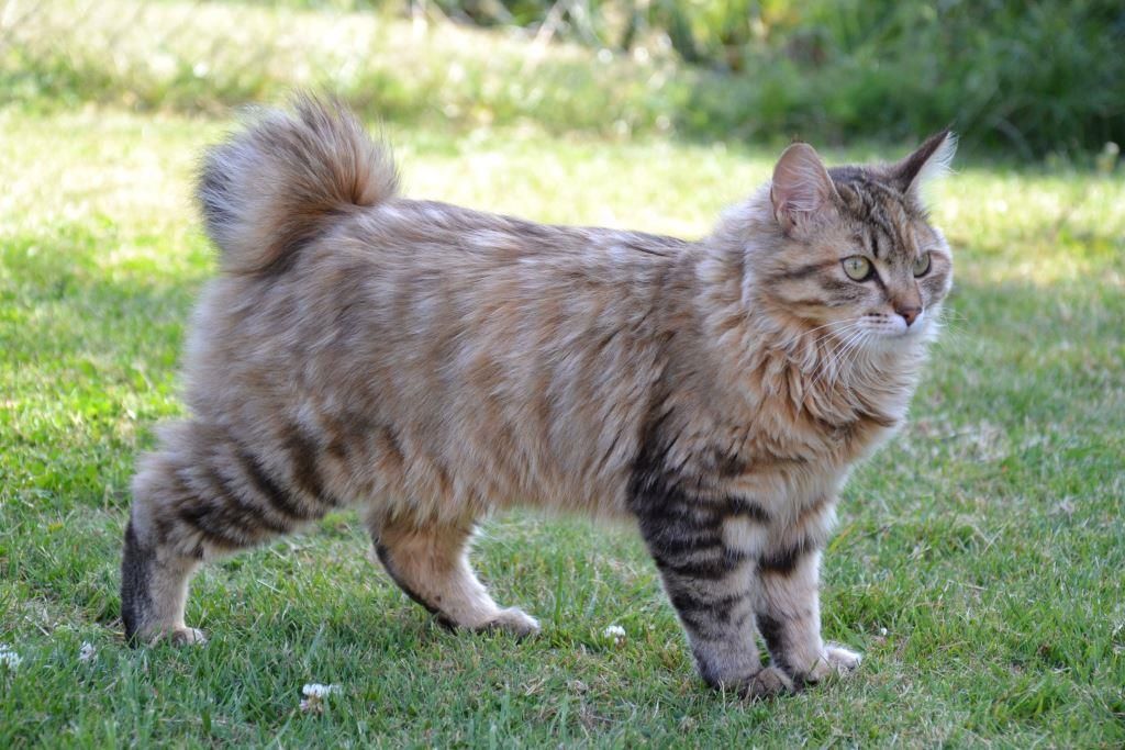 Kurilian Bobtail Cat 1