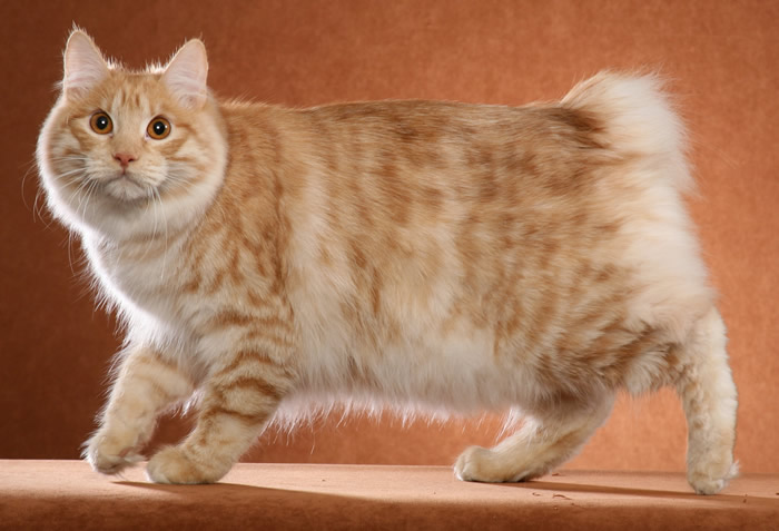 Kurilian Bobtail Cat 3