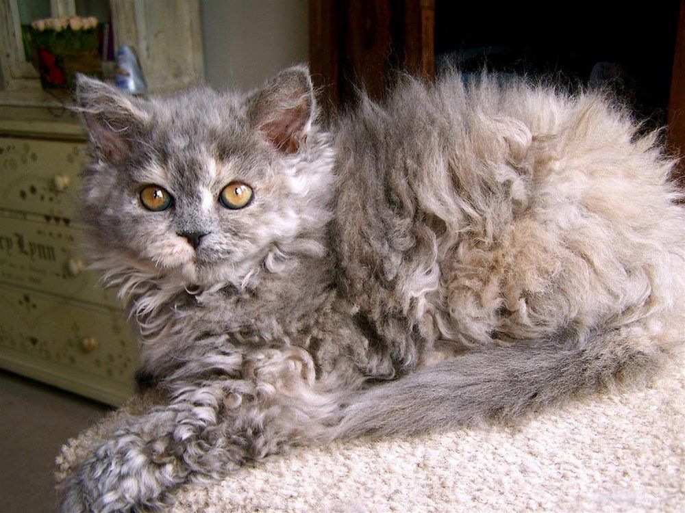 LaPerm Cat Breed 2