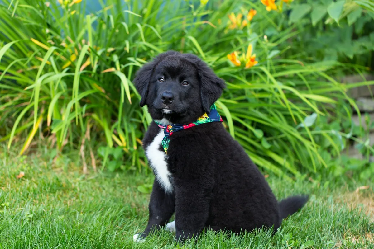 Labernese Dog 1