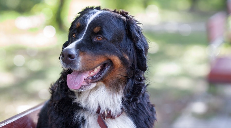 Labernese Dog 2