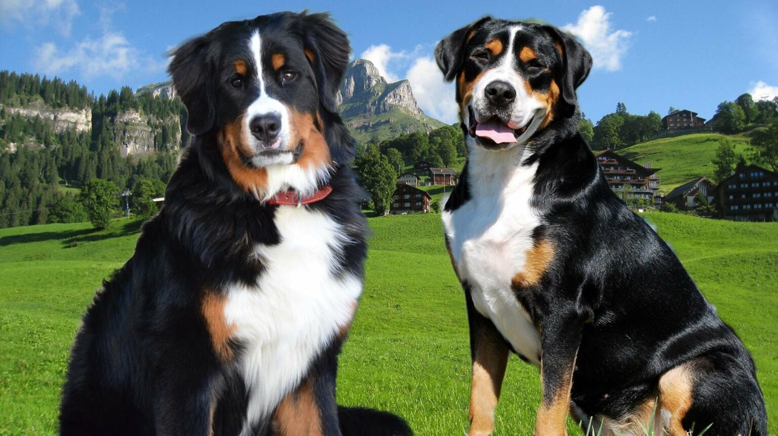 Labranes Labernese Dog Breed Information & Characteristics! - petflair.co