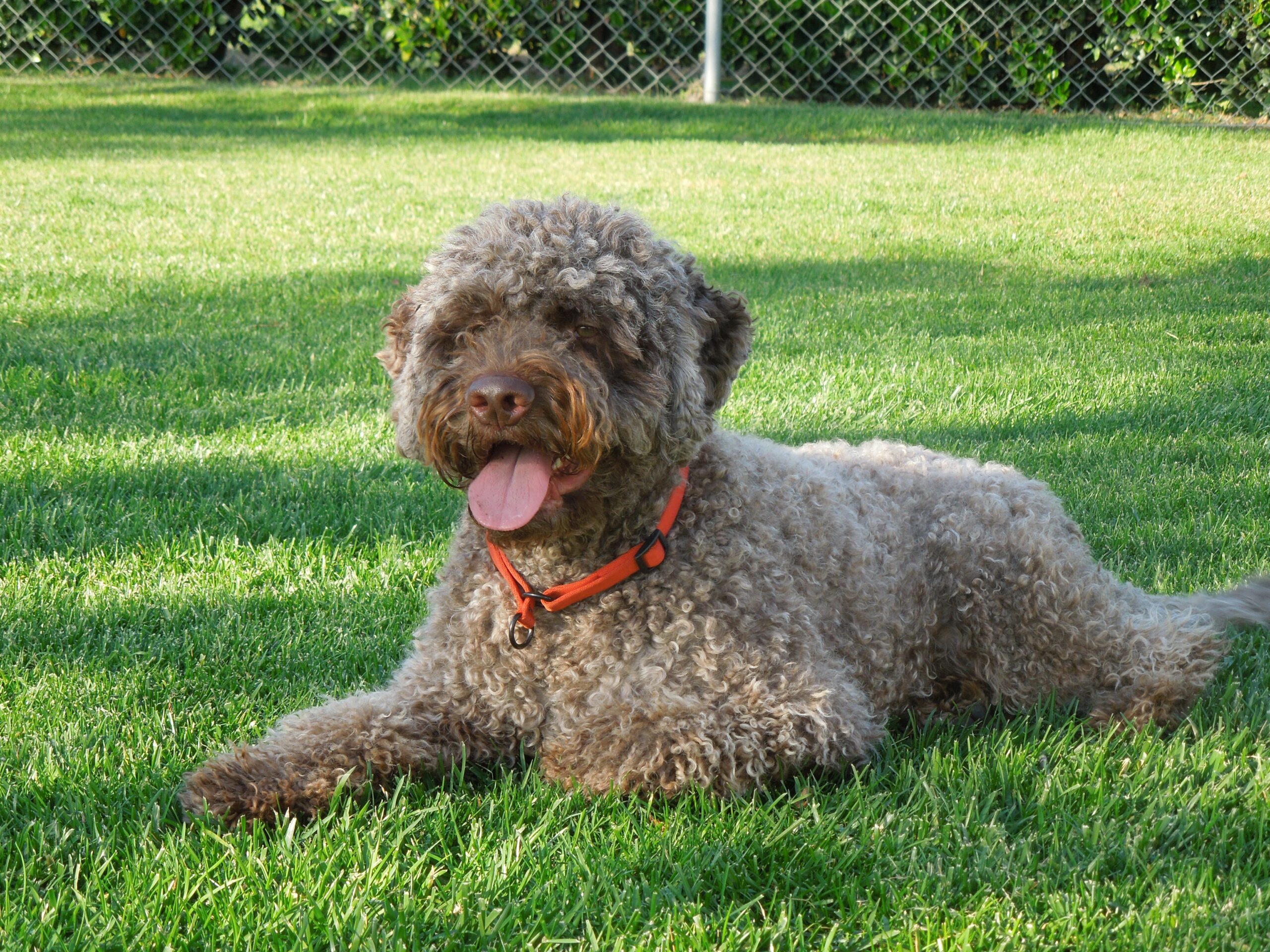 Lagotto Romagnolo Dog 1