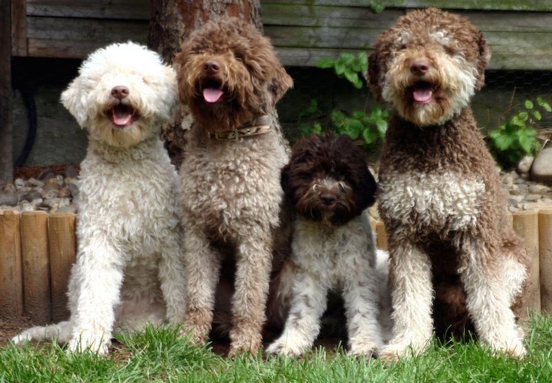 Lagotto Romagnolo Dog 2