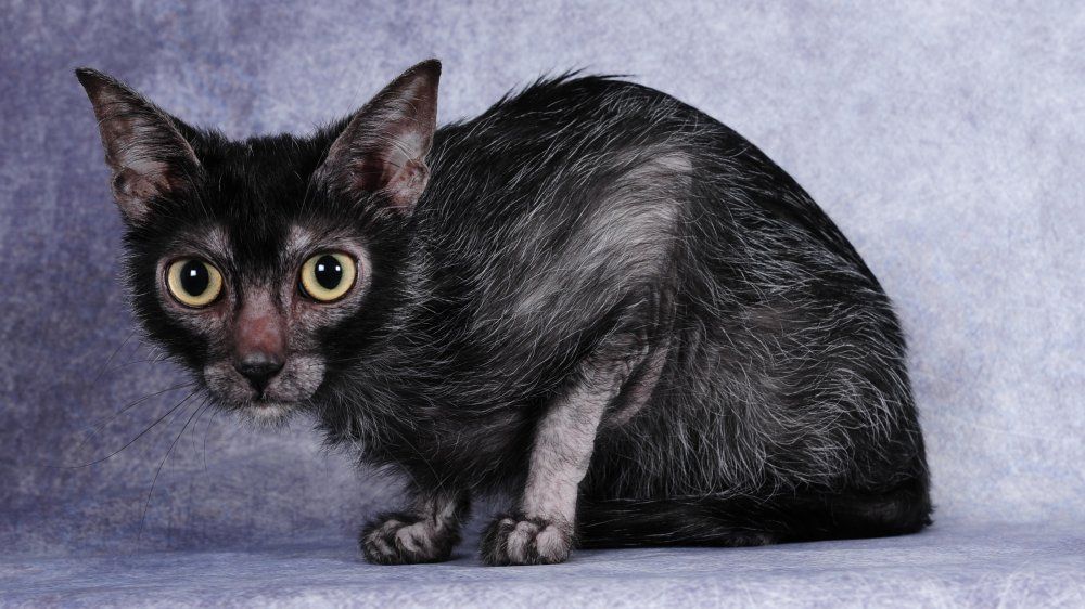 Lykoi Cat Breed 1