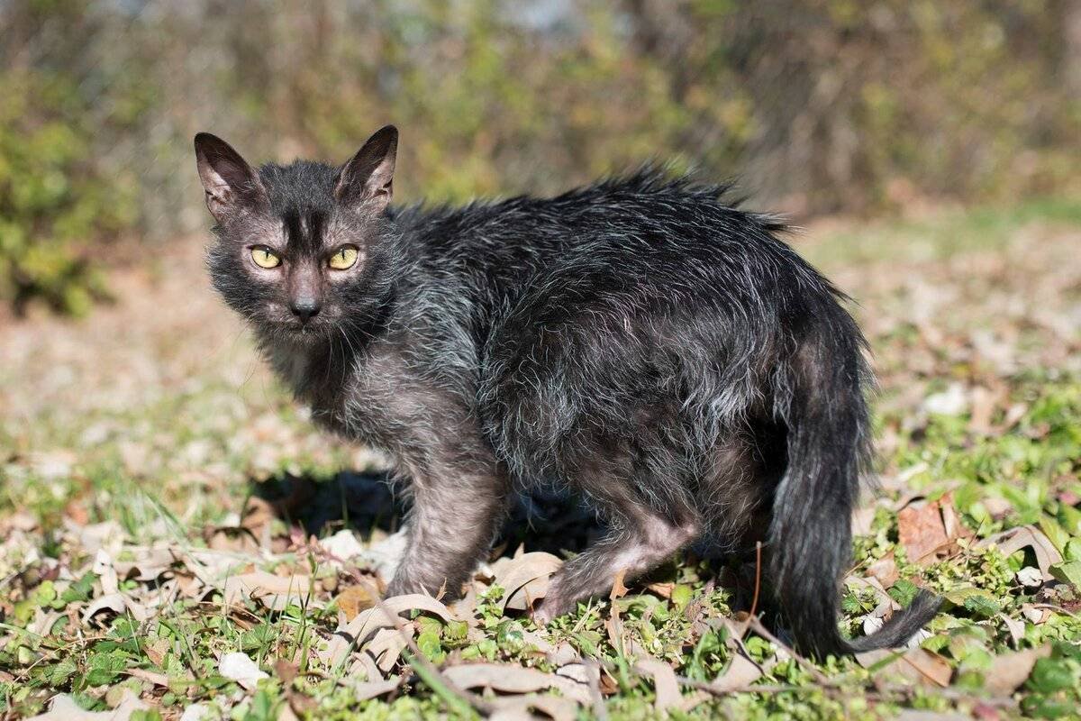 Lykoi Cat Breed 2