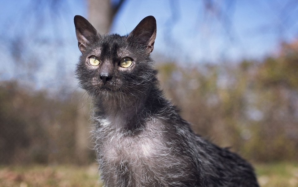 Lykoi Cat Breed 3