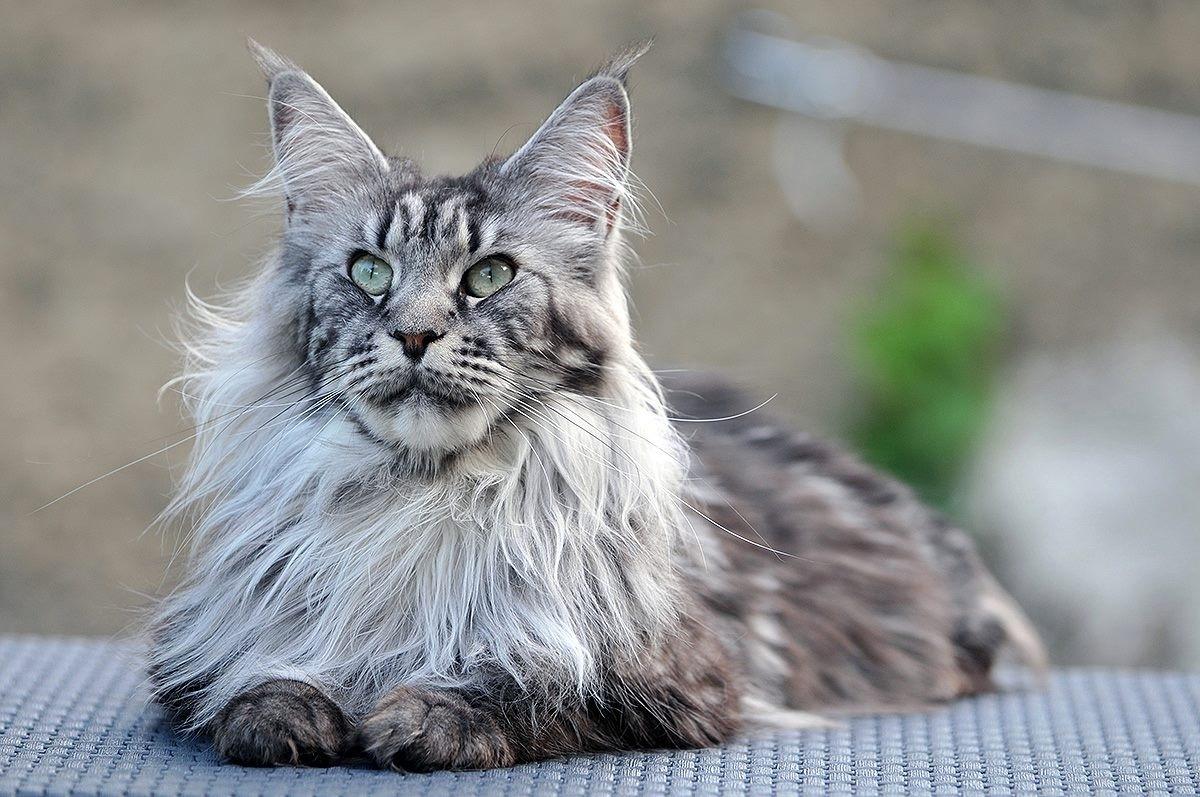 Maine Coon Cat 1