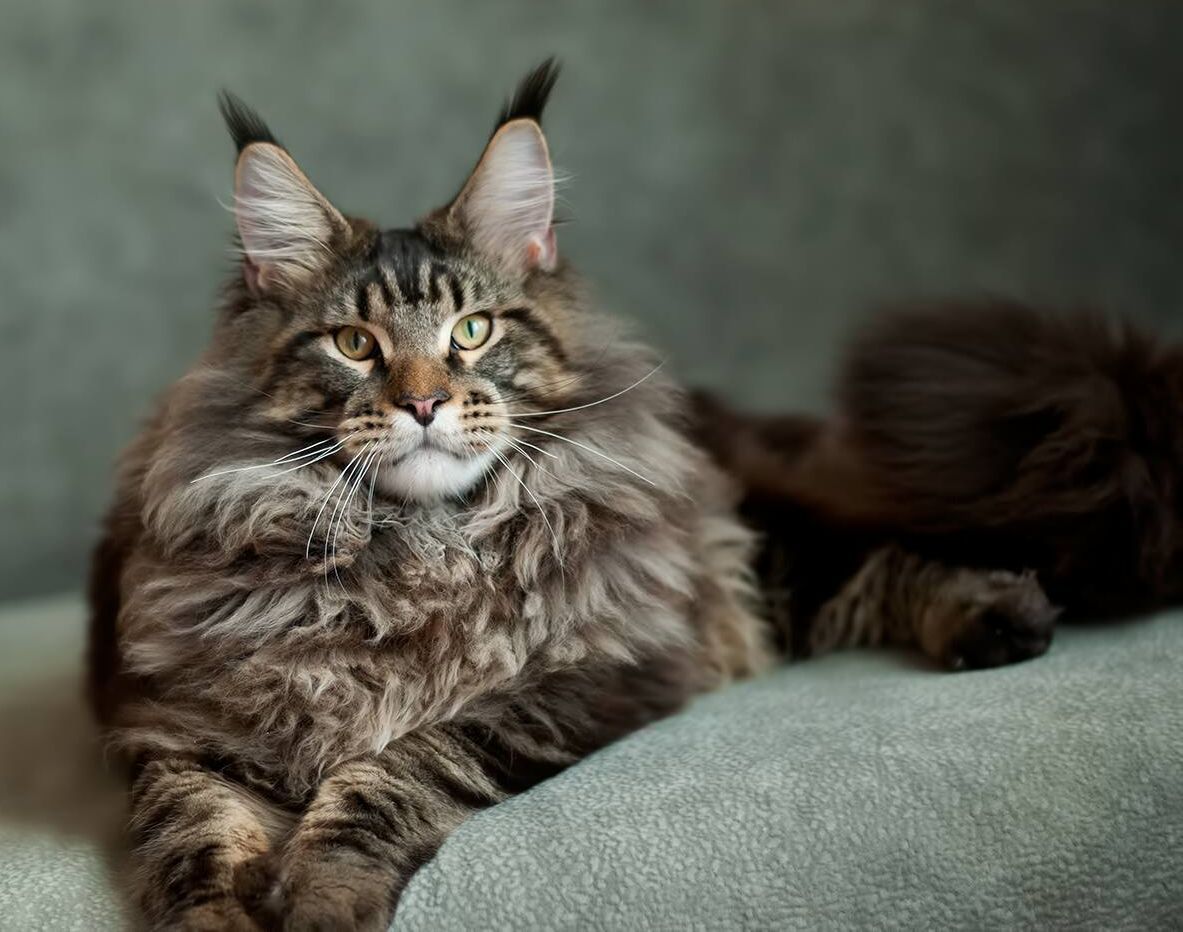 Maine Coon Cat 2