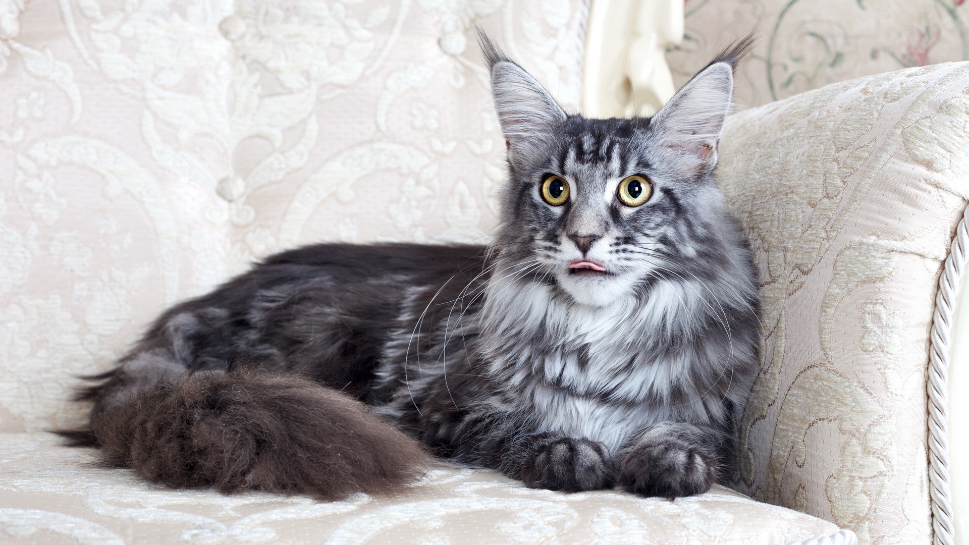 Maine Coon Cat 2