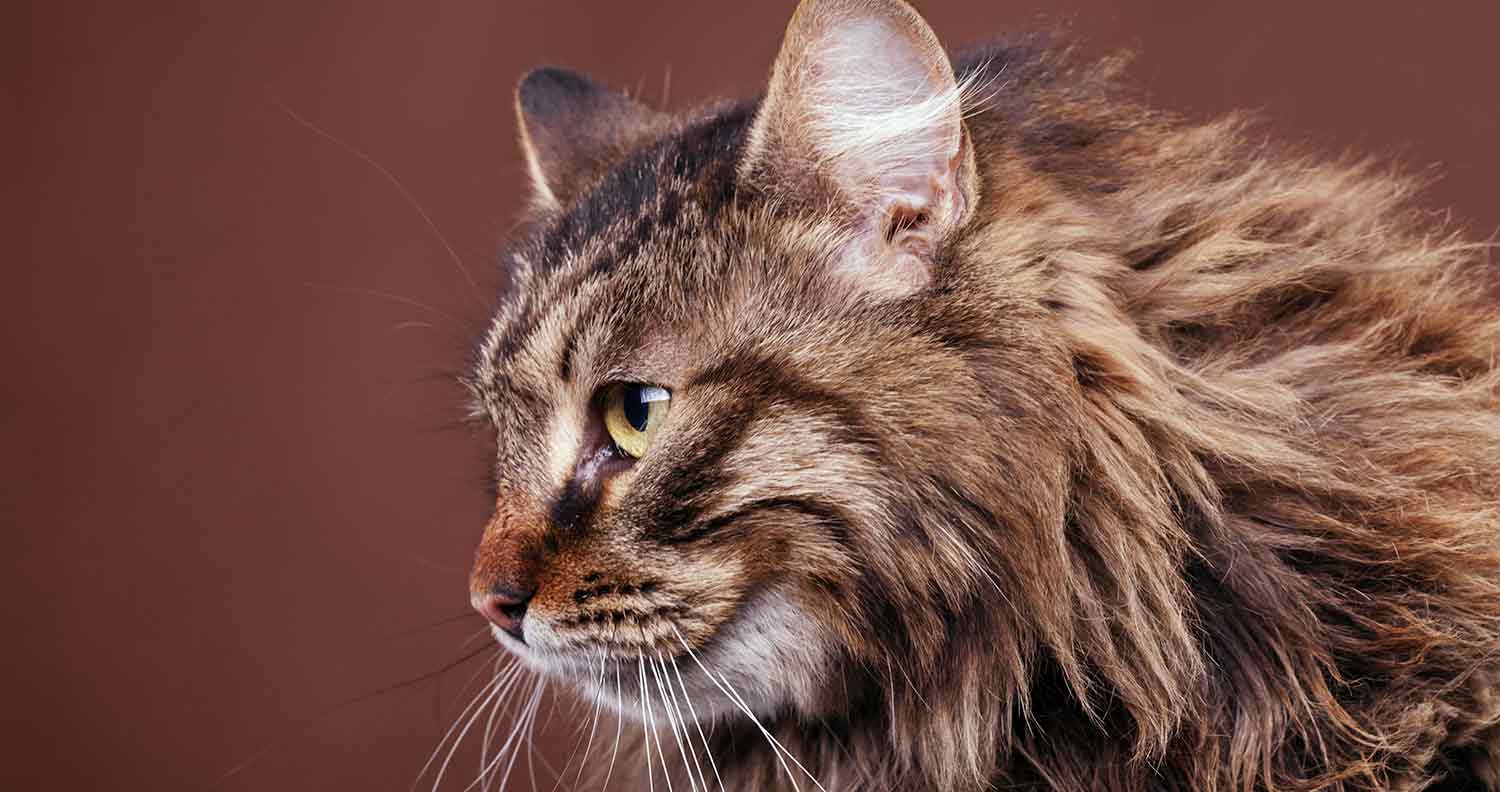 Maine Coon Lifespan 1