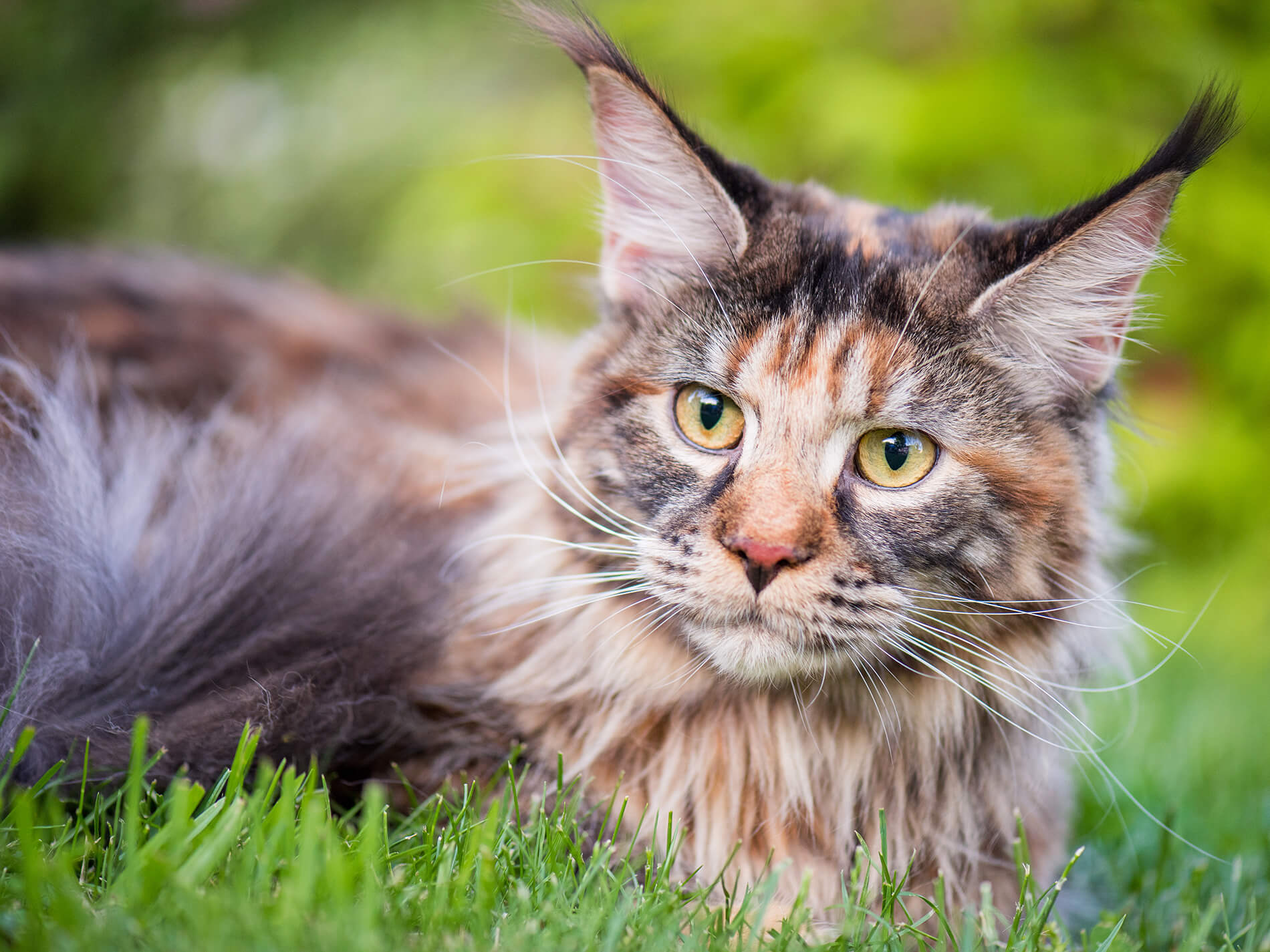 Maine Coon Lifespan 1