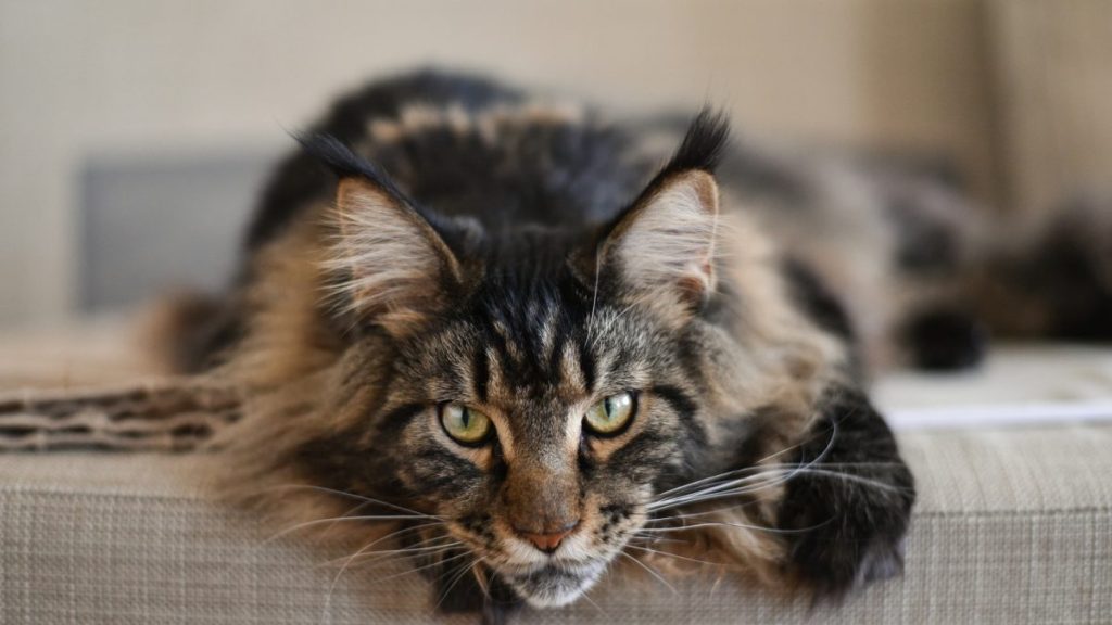 Maine Coon Lifespan