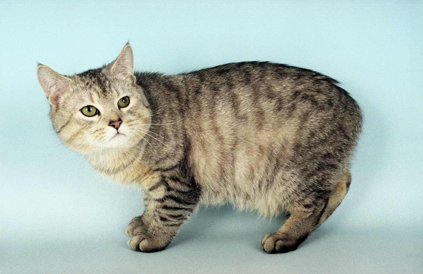 Manx Cat Breed 1