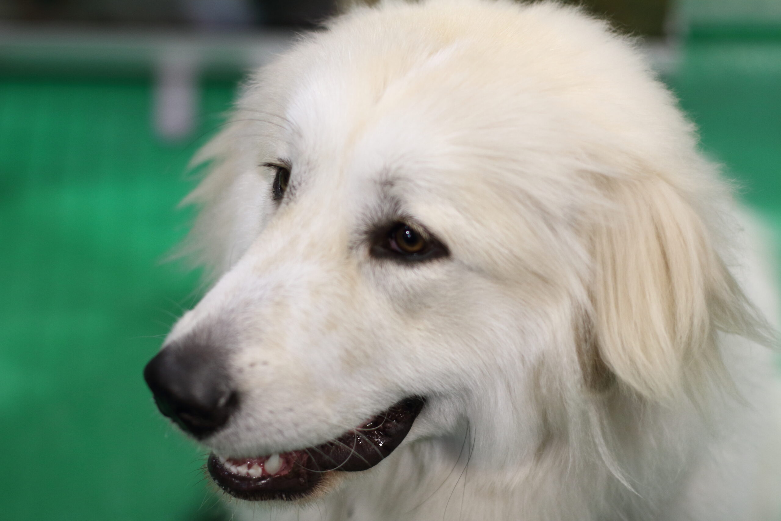 Maremma Sheepdog 1