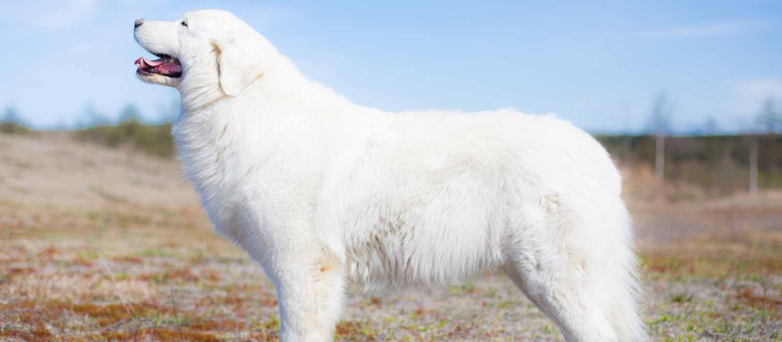 Maremma Sheepdog 2